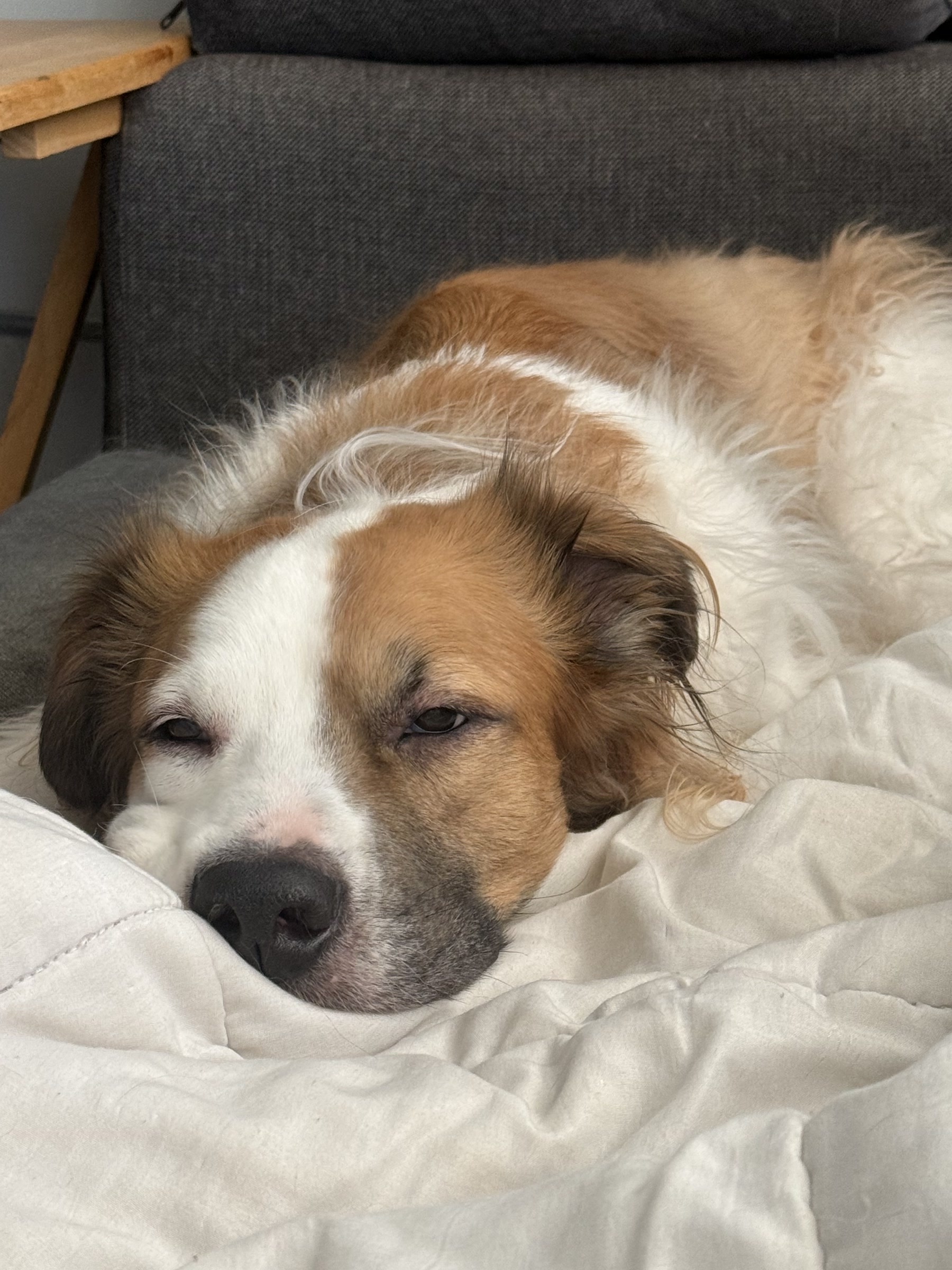Edgar Eddie Mueller, a brown-and-white Australian Shepherd mix, resting on a bed