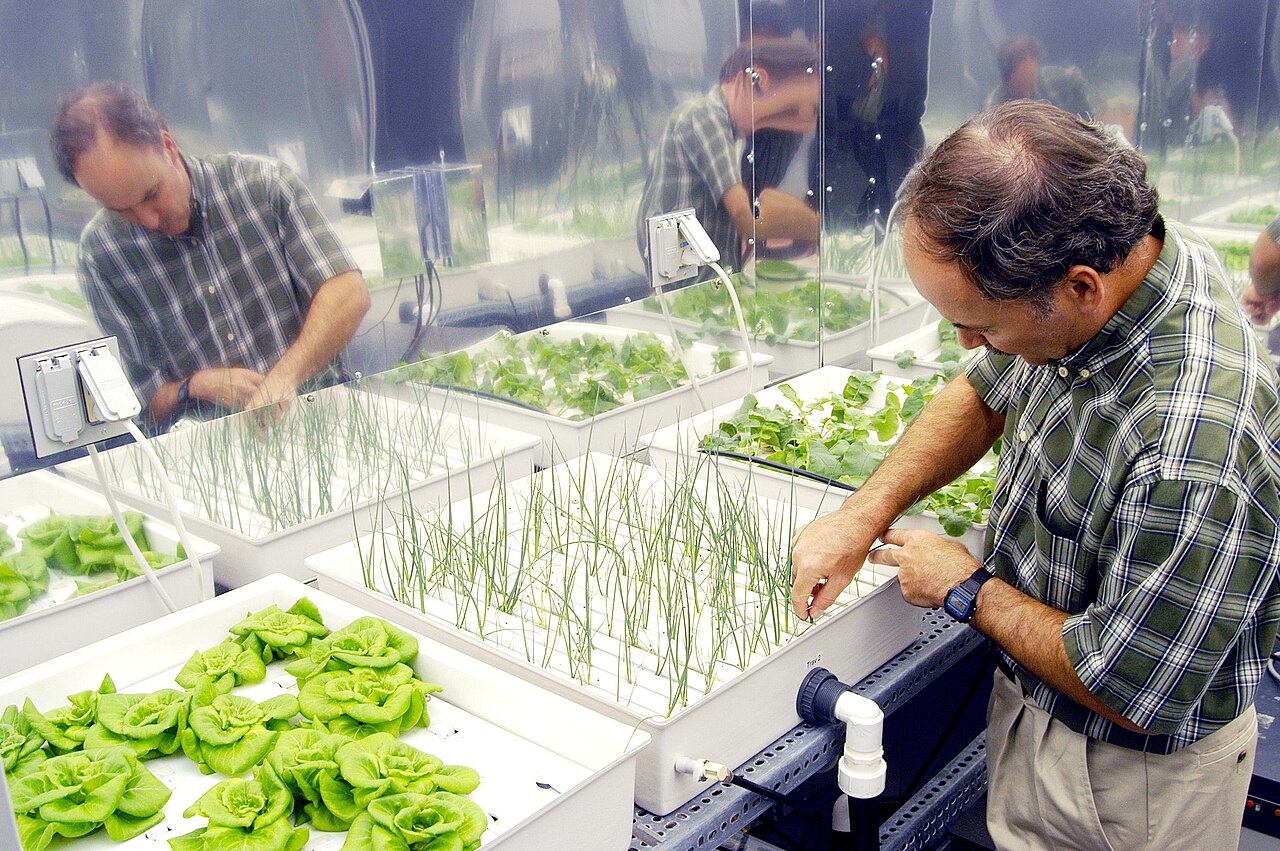 NASA plant physiologist checking onions, lettuce, and radishes grown with hydroponic techniques